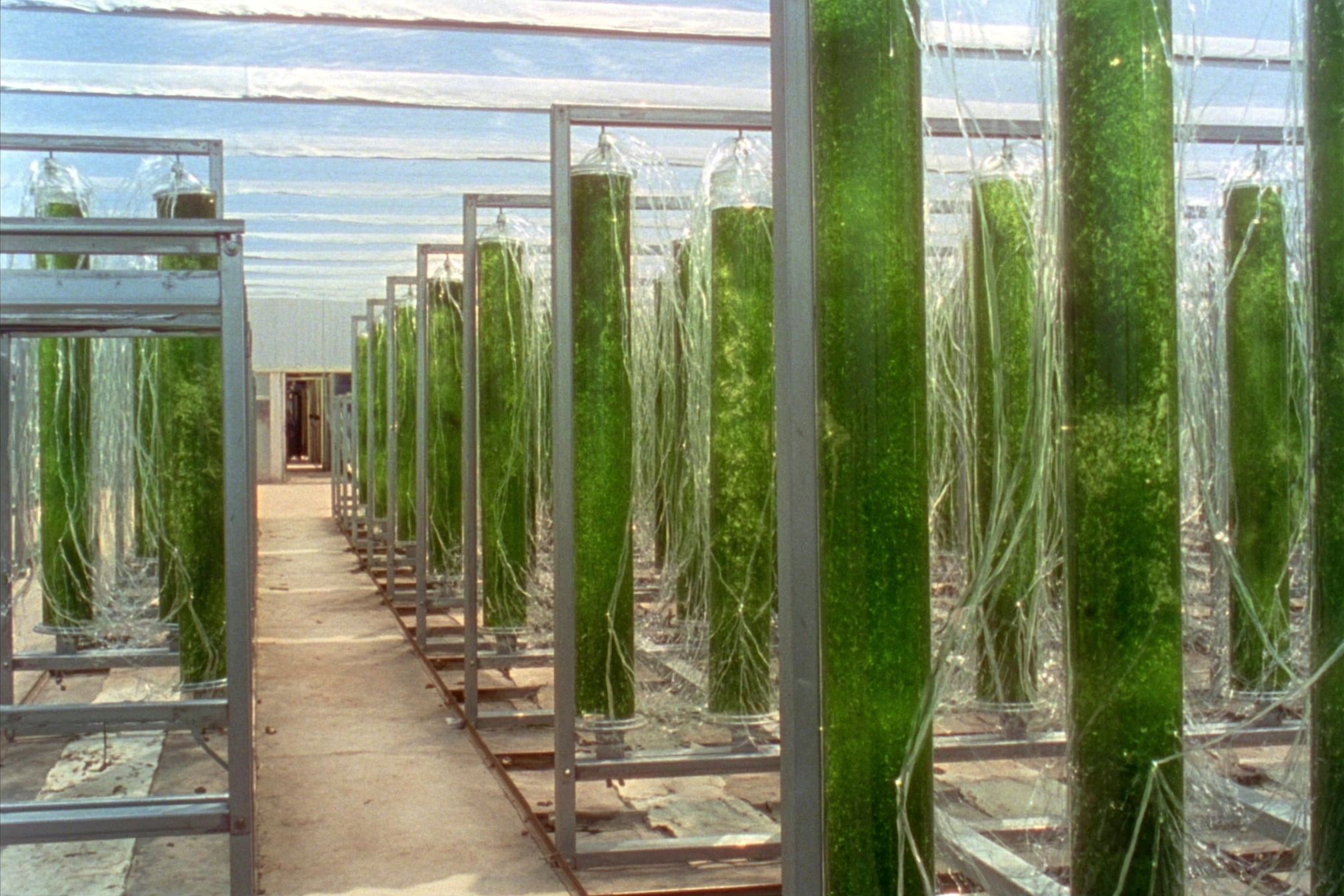 Rows of tall clear tubes filled with deep green algae culture on steel frames, receding down a walkway inside a daylit greenhouse.
