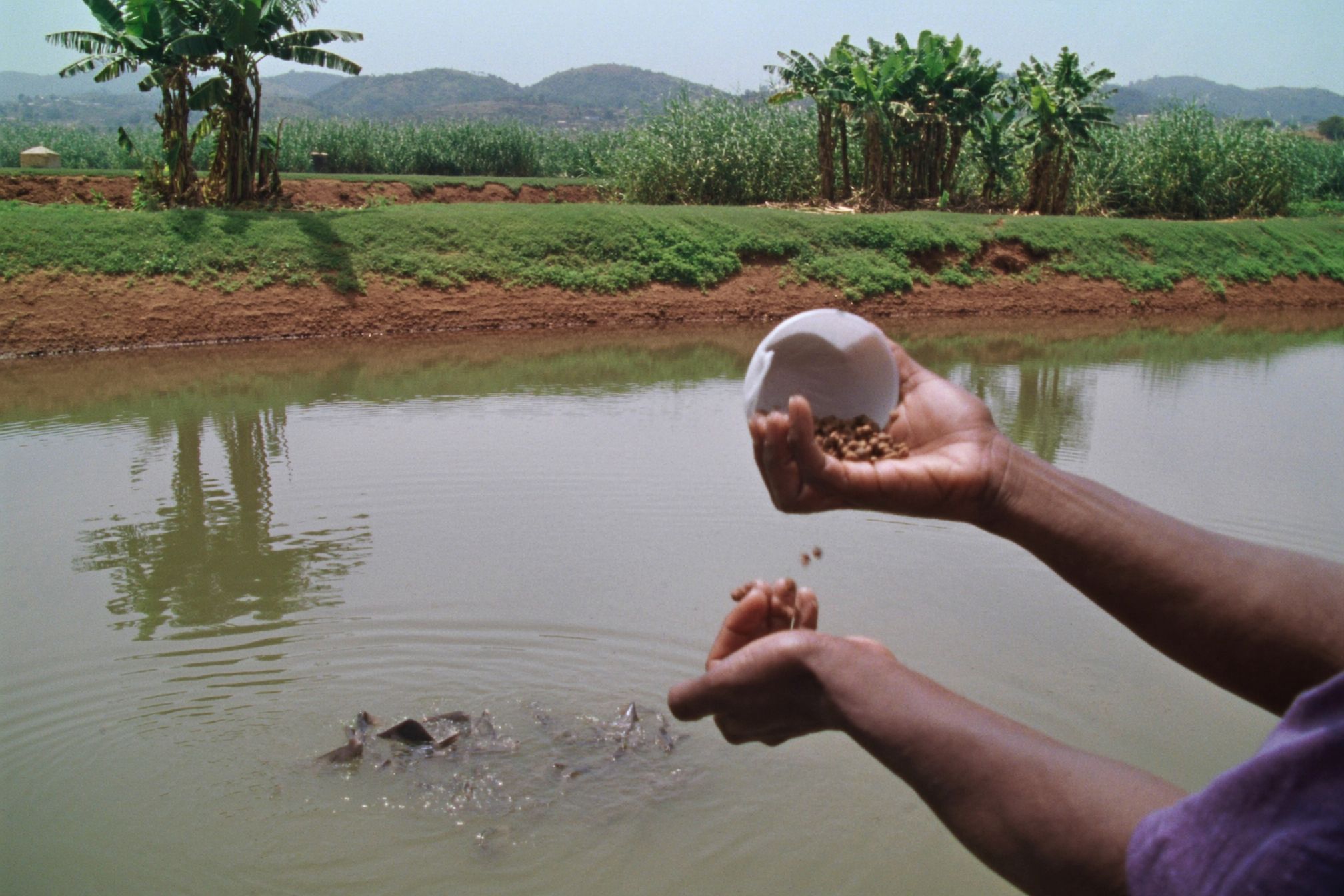 Hands tipping feed pellets from a plain white bowl into a fish pond, with fish breaking the surface and banana plants along the far bank.