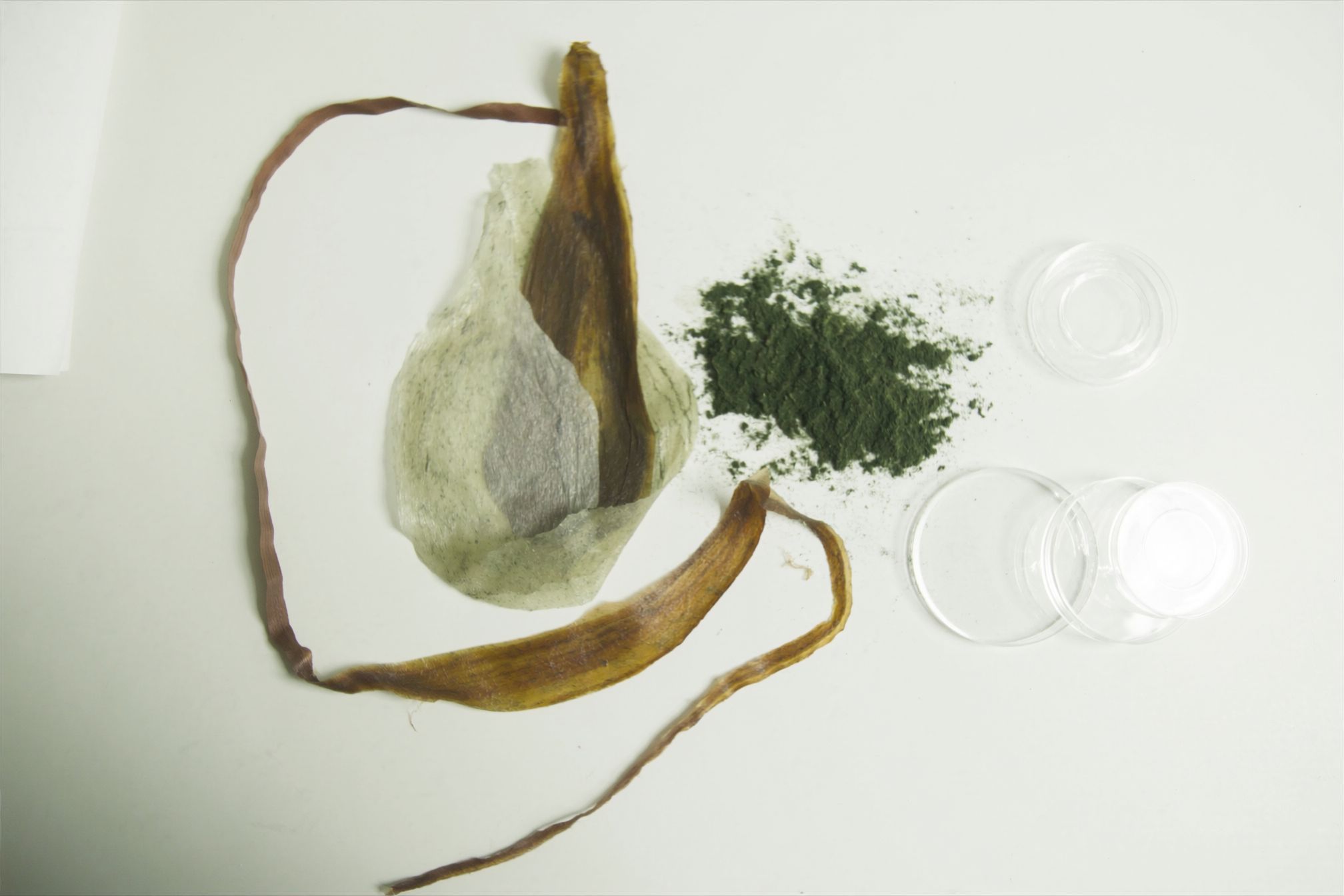 A flat lay on a pale bench of bio-based material samples: translucent amber strips, a pale fibrous sheet, a small heap of dark green algal powder and empty glass dishes.