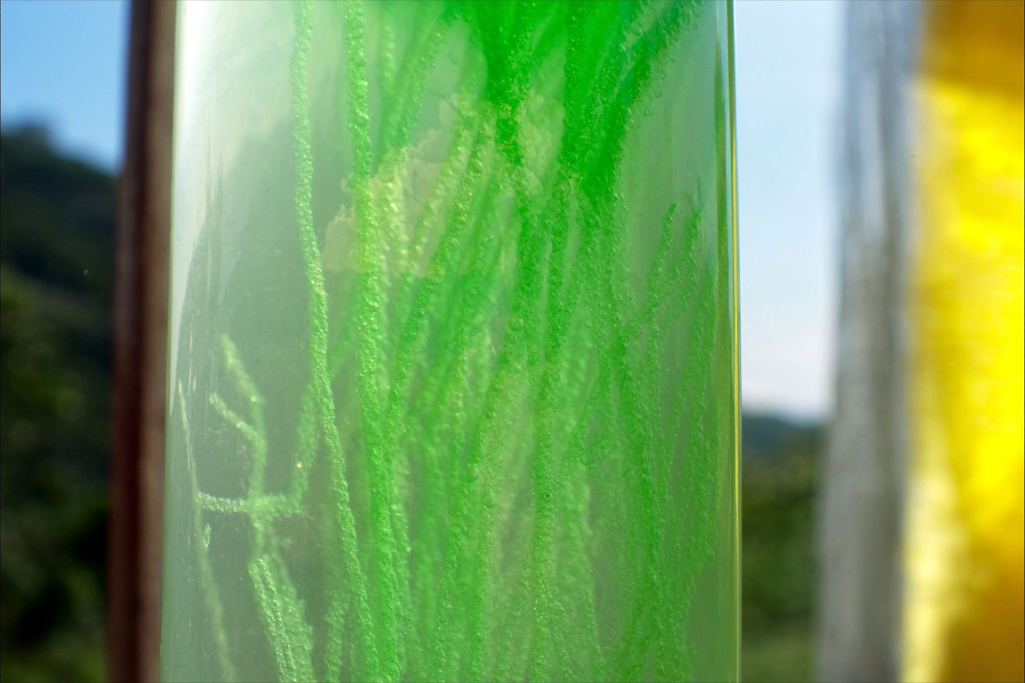 A close view through the wall of a tall cultivation tube, dense green algae culture lit from behind by daylight.