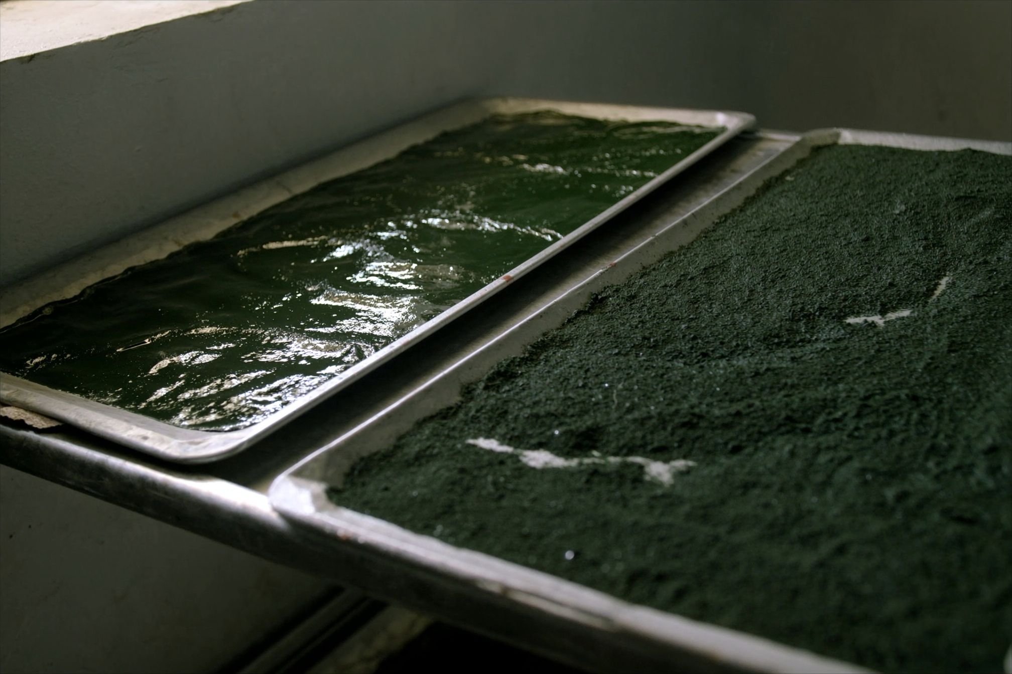 Two metal trays on a drying rack: one of wet deep-green algal paste, the next of the same material dried to a dark green powder.