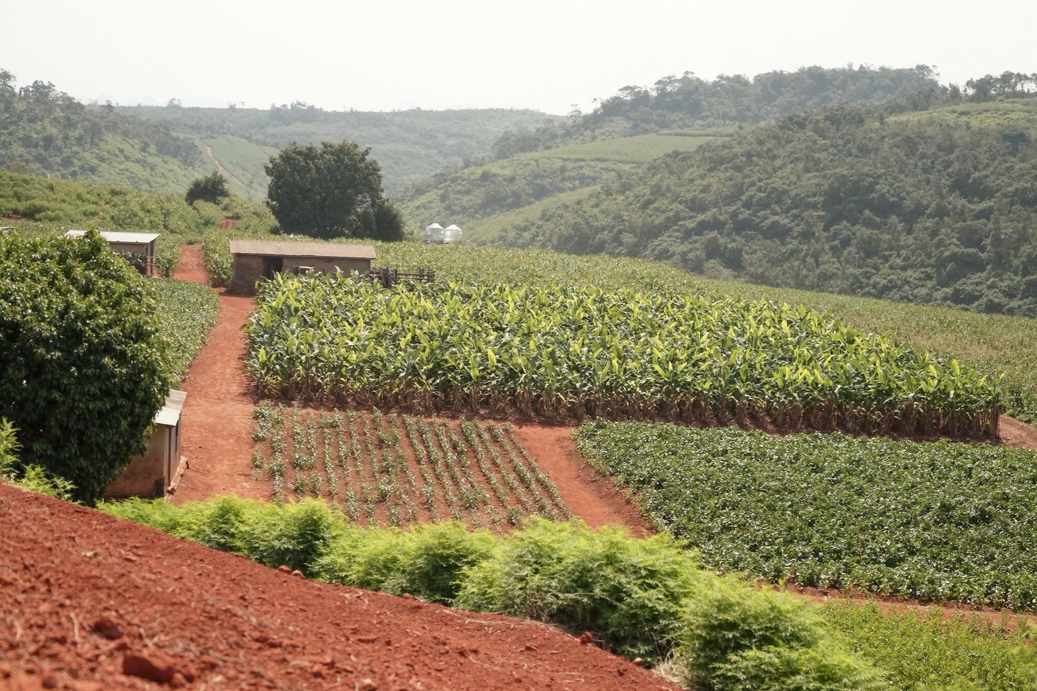 Terraced smallholder plots of maize, beans and banana running down a red-soil hillside, with farm sheds, water tanks and wooded hills in the haze behind.